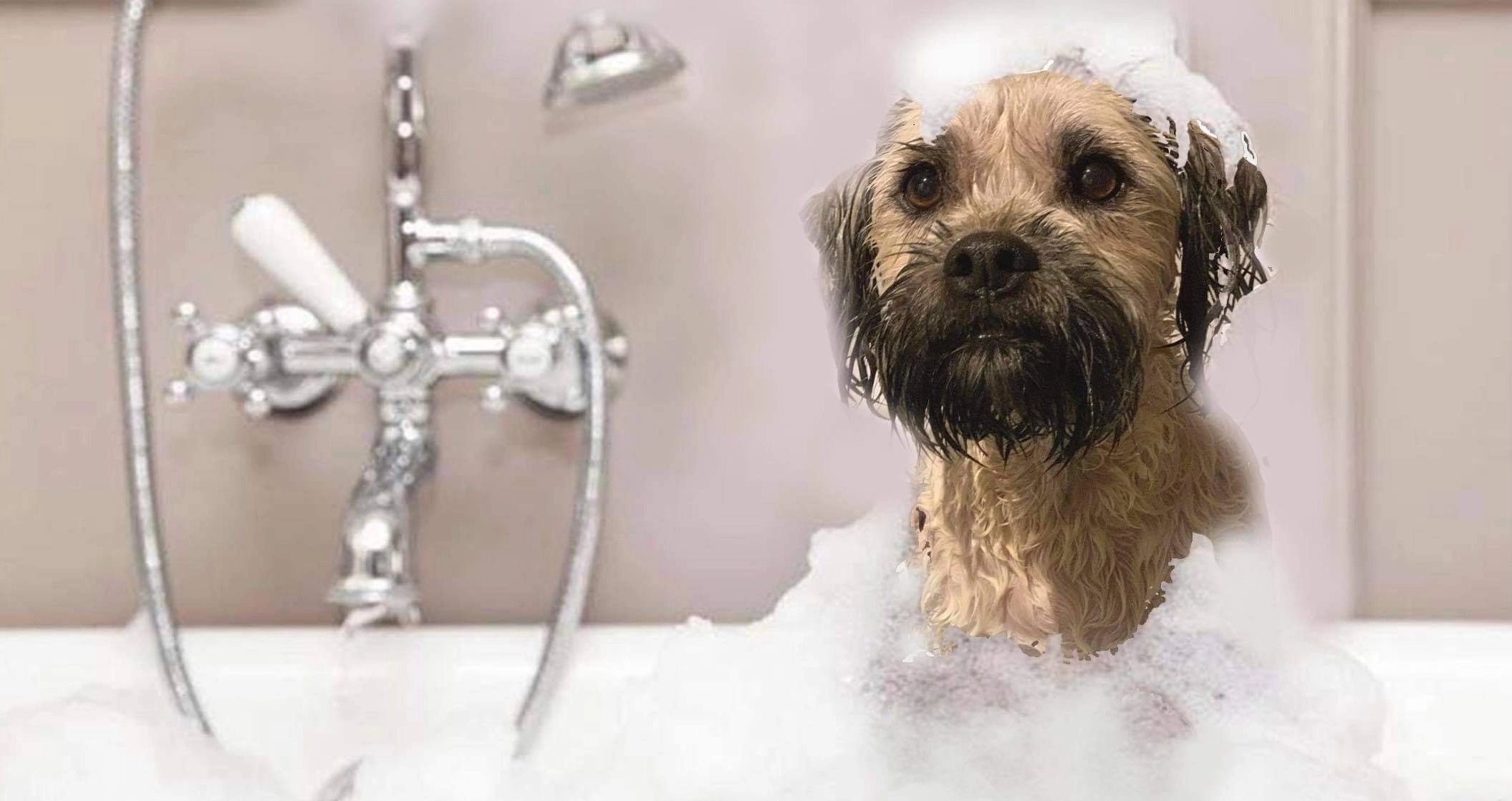 Barks and Bubbles (Stockport) Dog Grooming Stockport, England